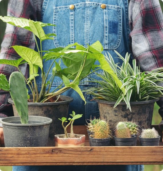 close up picture hand holding wooden tray which full pots plants