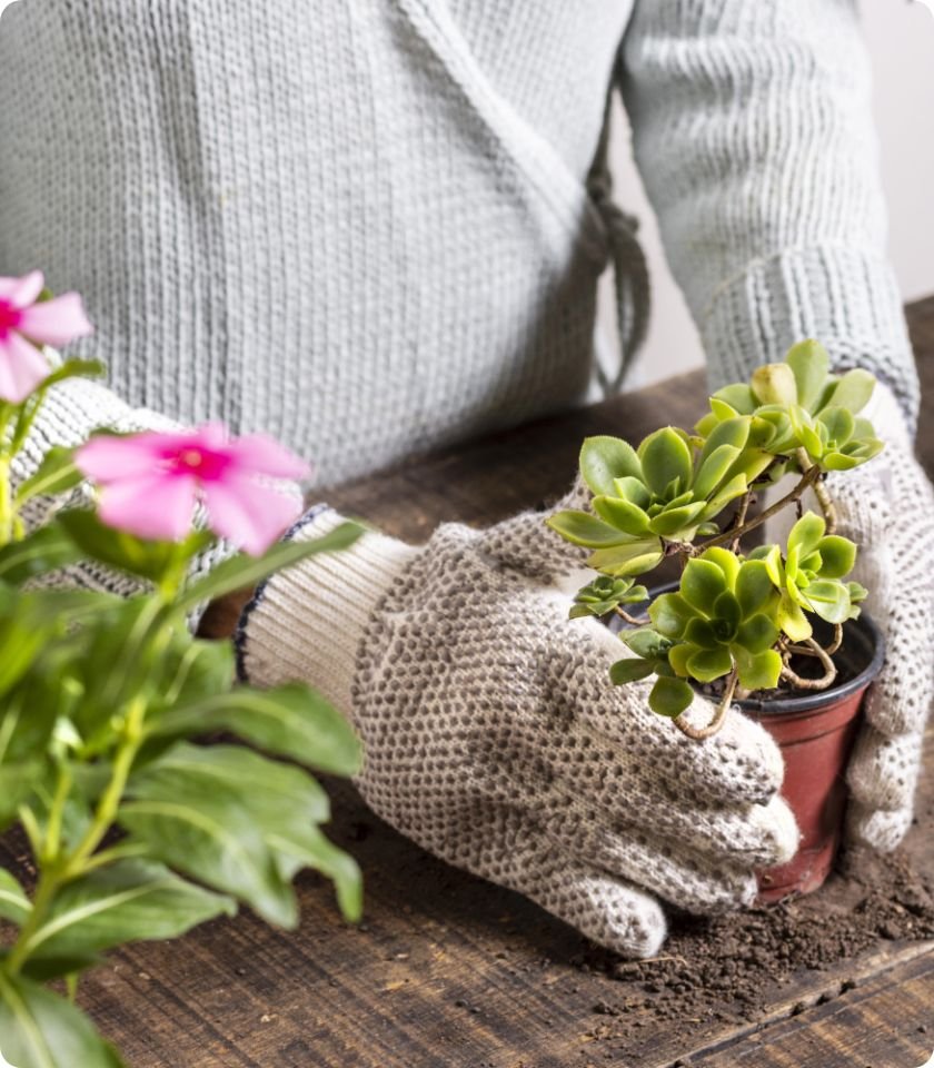 close up planting flowers